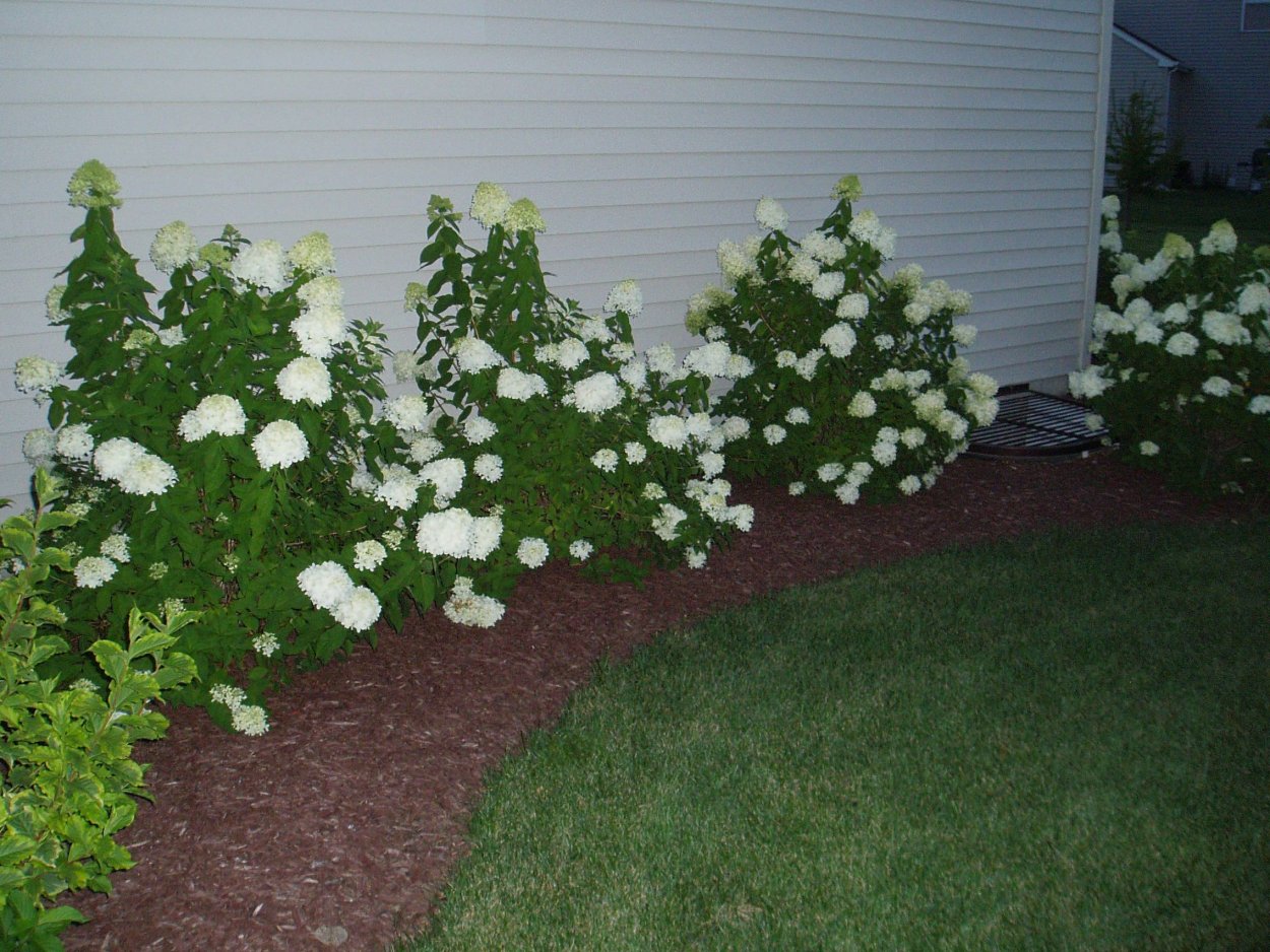 Гортензия бобо