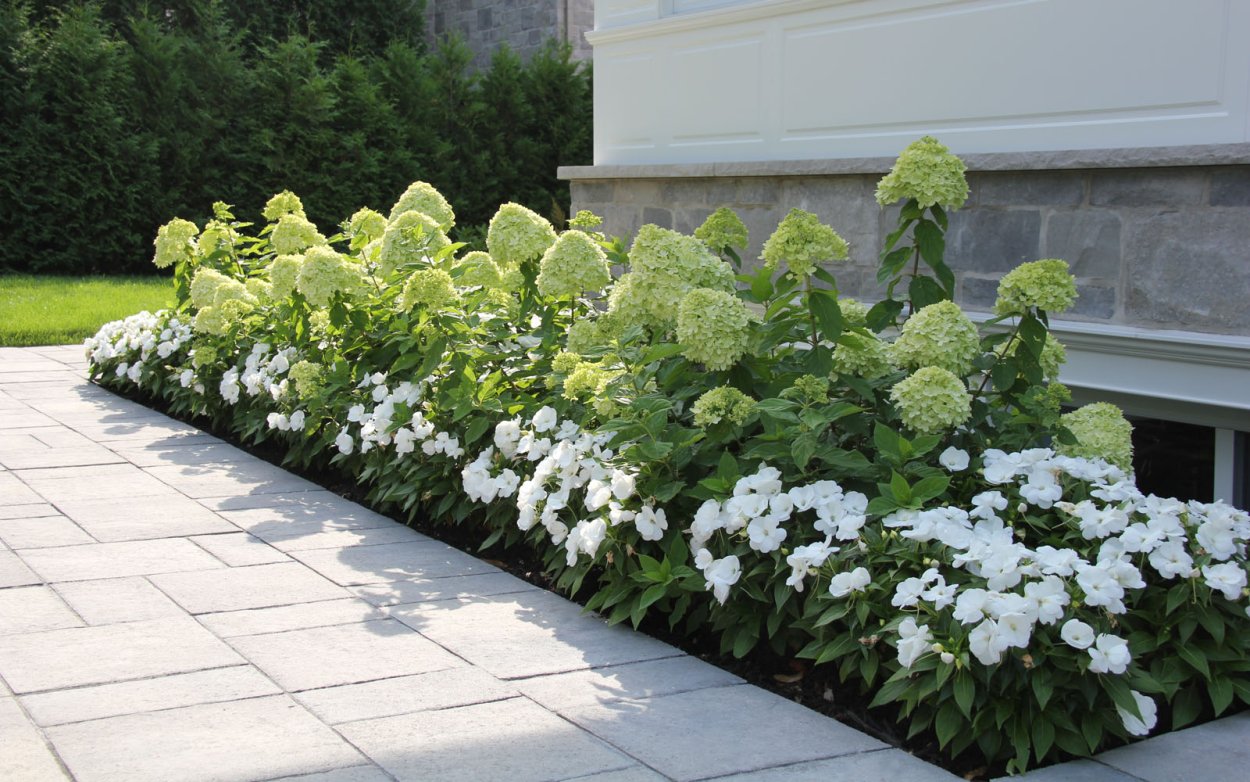 Туя спирея гортензия