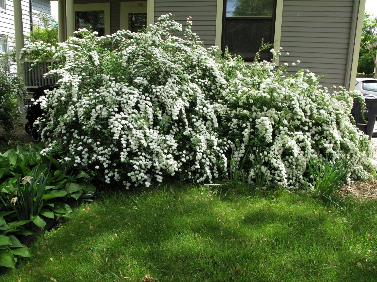 Гортензия и Жасмин на клумбе
