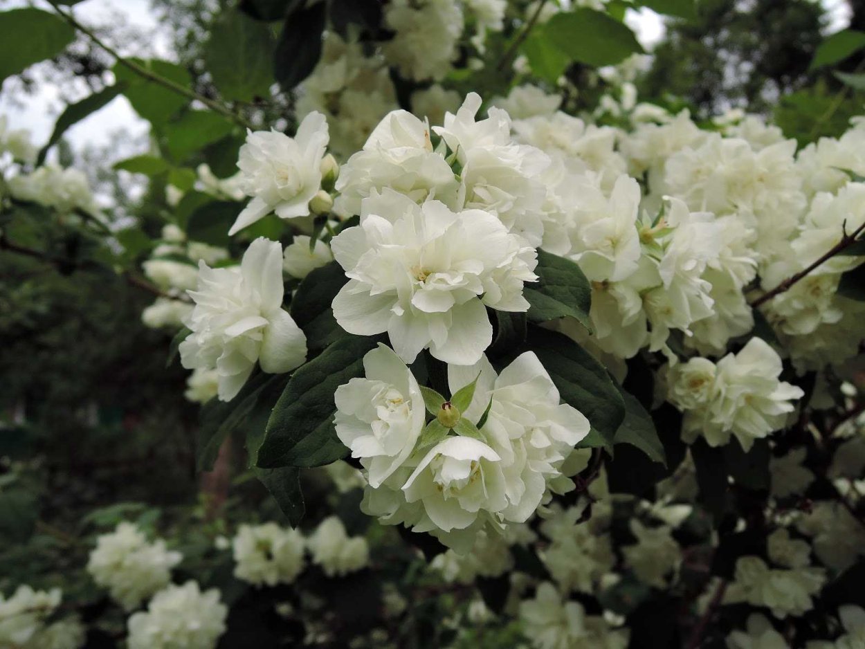 Клумба гортензия, пузыреплодник, Барбарис