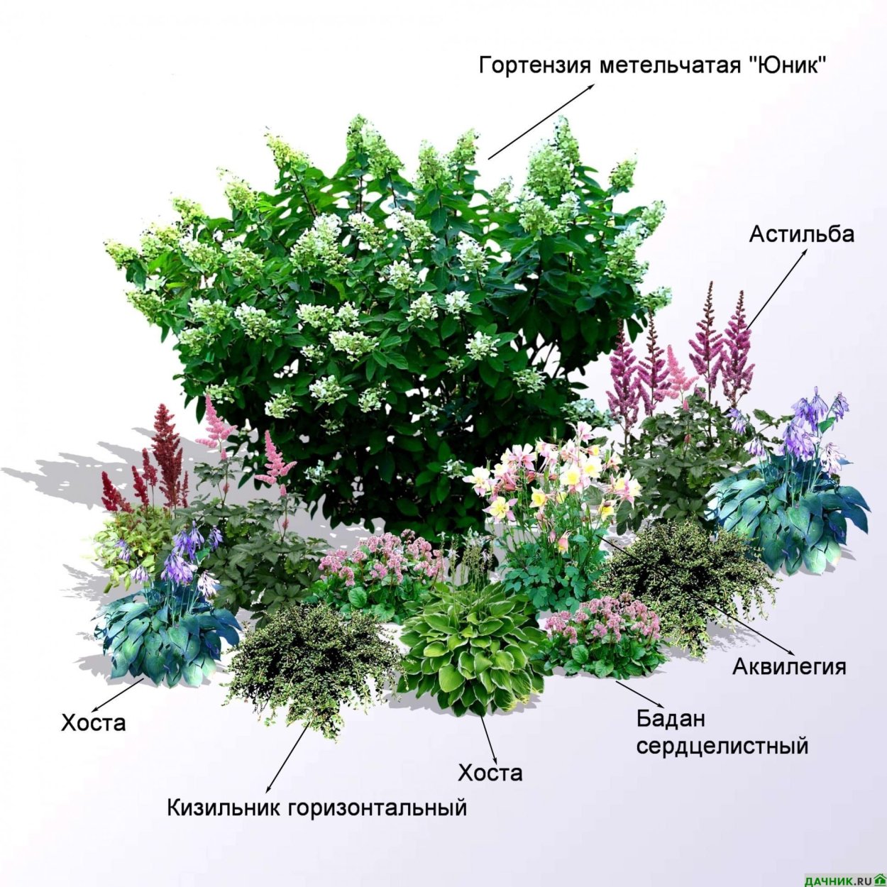 Чубушник Миннесота Сноубель