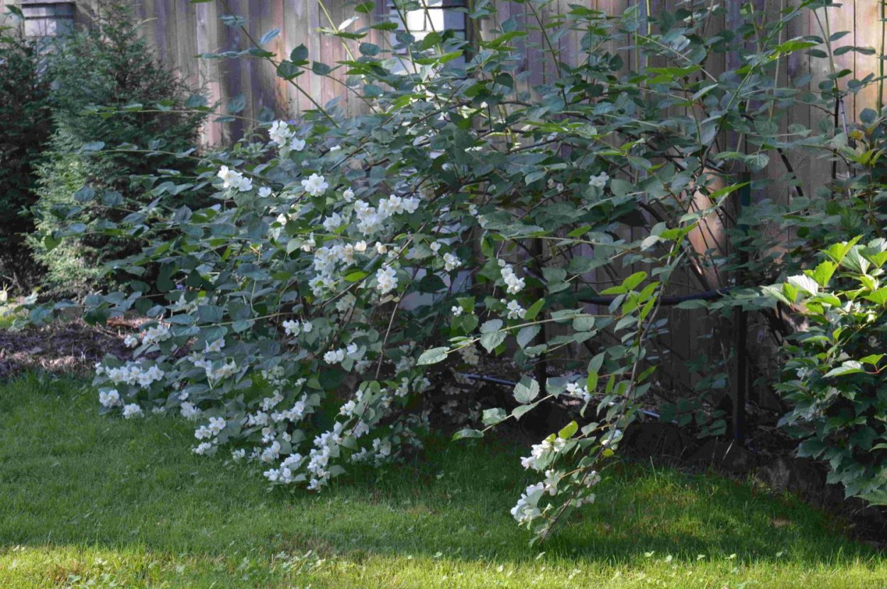 Калина бульденеж Розеум