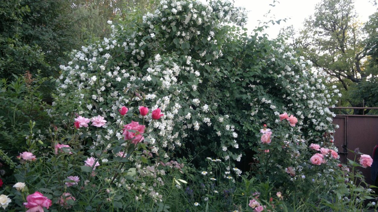 Гортензия Анабель Живая изгородь