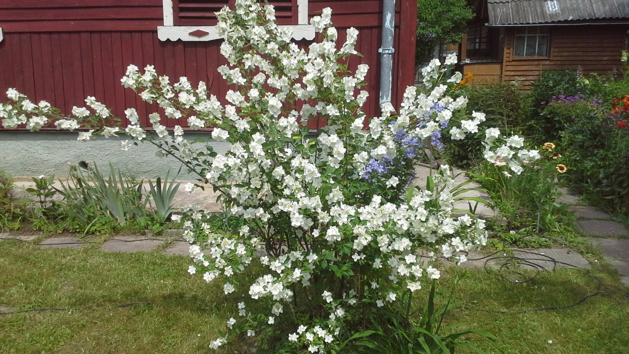 Чубушник венечный Зоя Космодемьянская