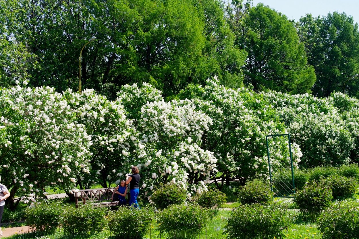 Схема цветника Барбарис, спирея