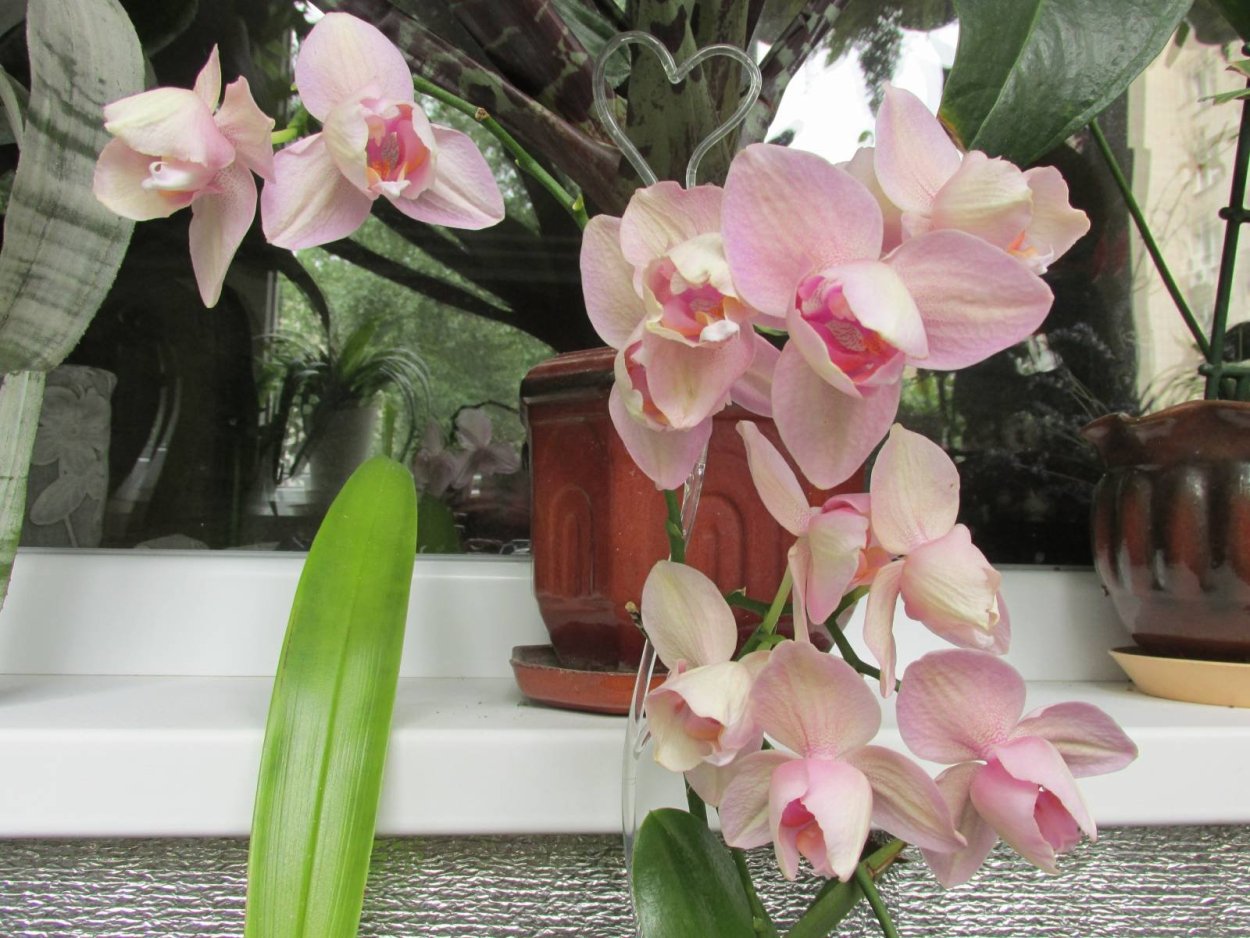Орхидея Phalaenopsis legato