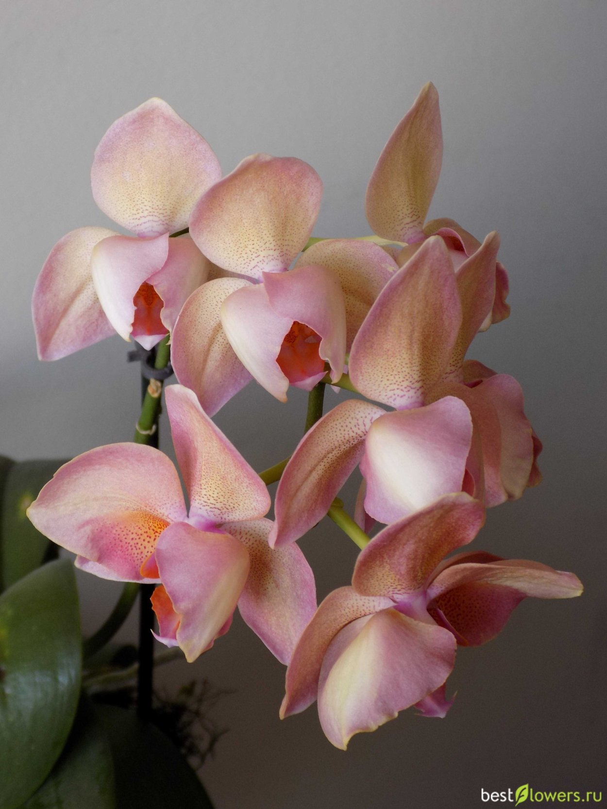 Орхидея фаленопсис легато