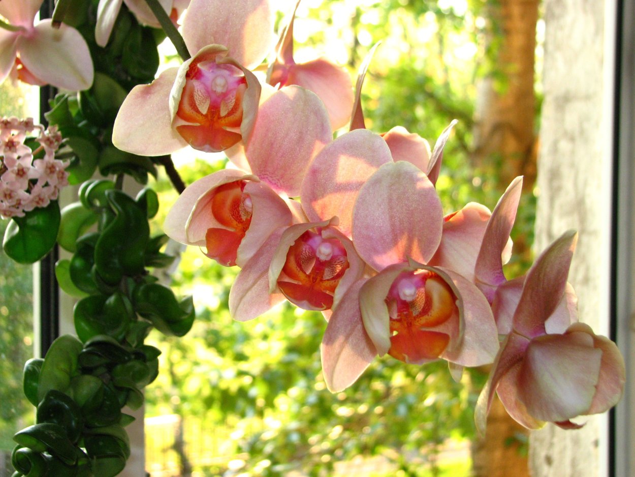 Санта Розе пелорик Орхидея