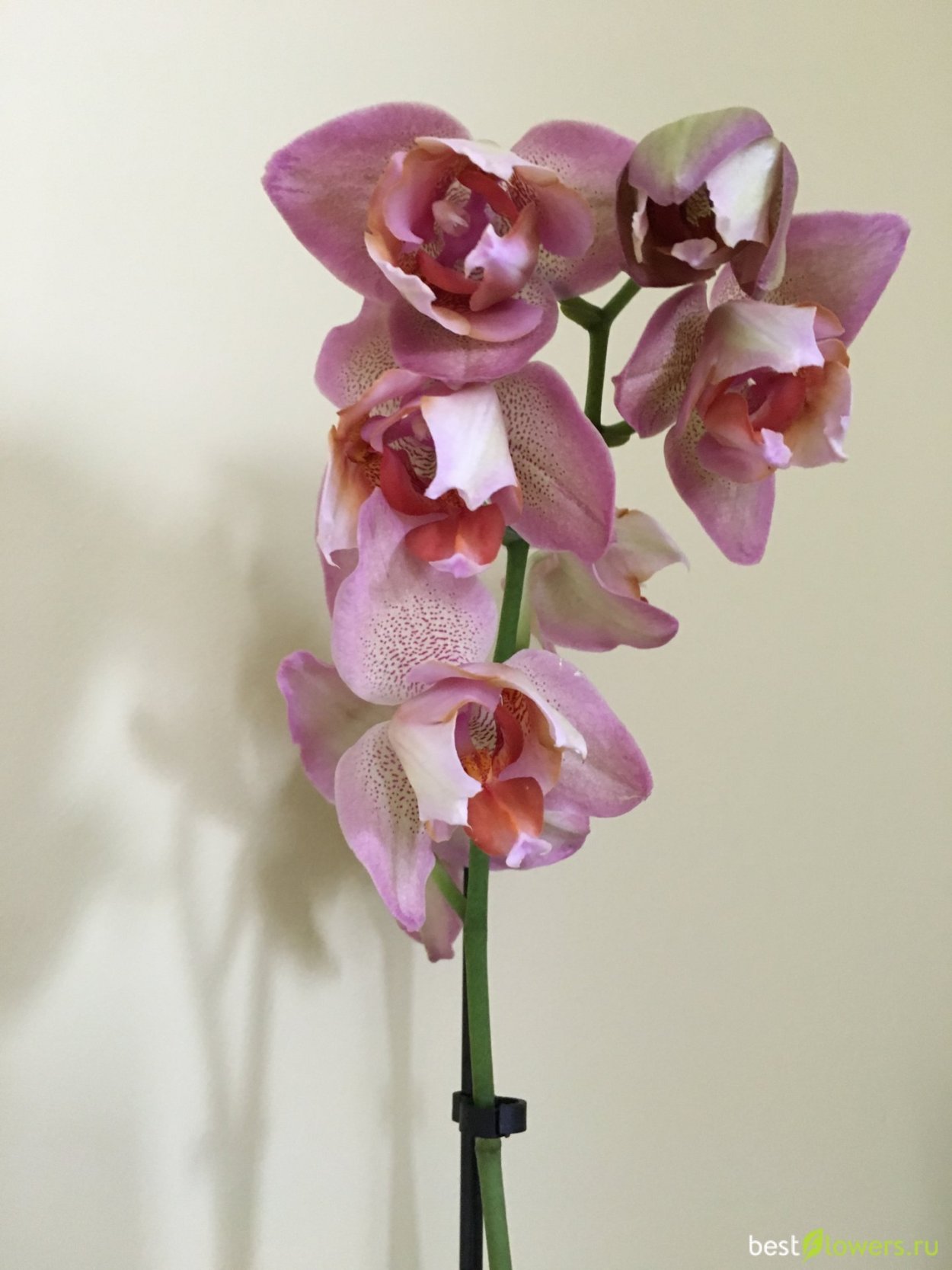 Tying Shin Smart фаленопсис