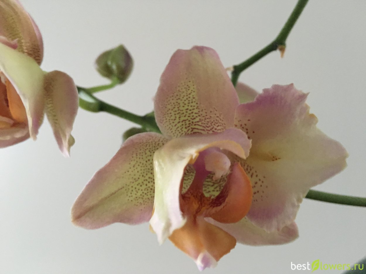 Фаленопсис легато пелорик