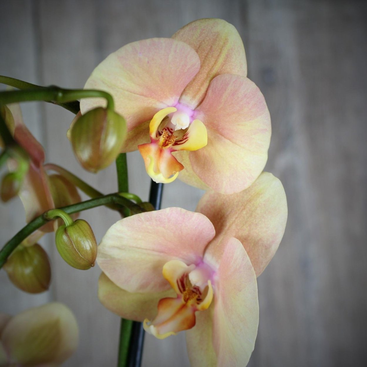 Фаленопсис пелорик бабочка