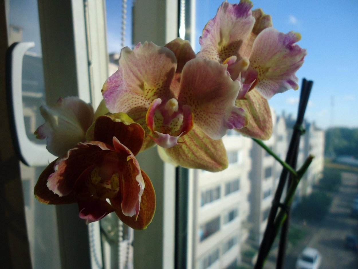 Орхидея легато пелорик