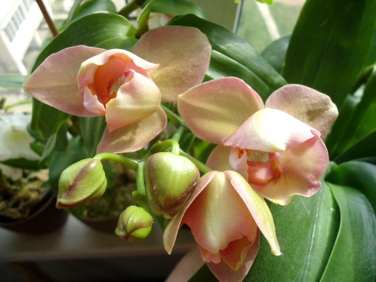 Фаленопсис Вивальди пелорик