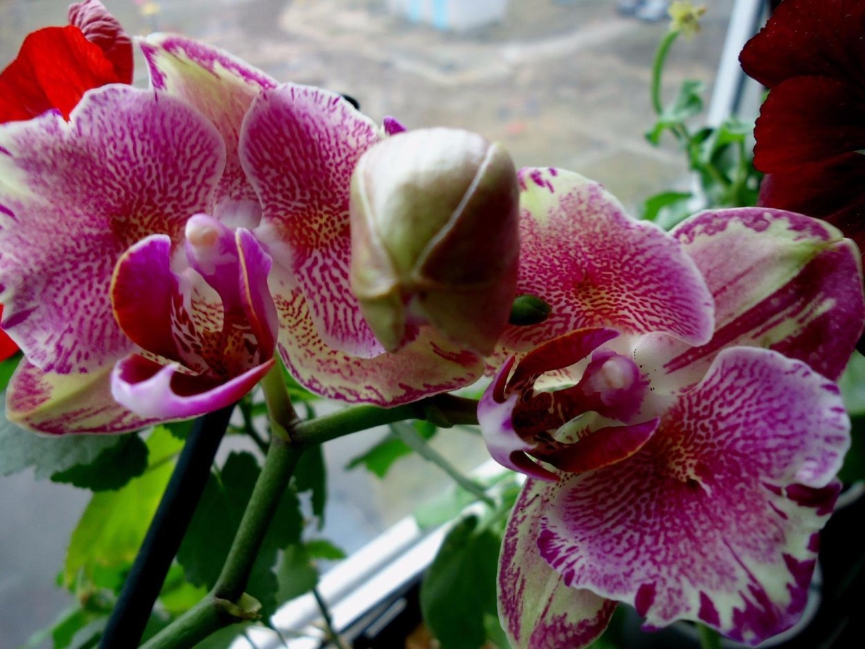 Фаленопсис Клеопатра пелорик