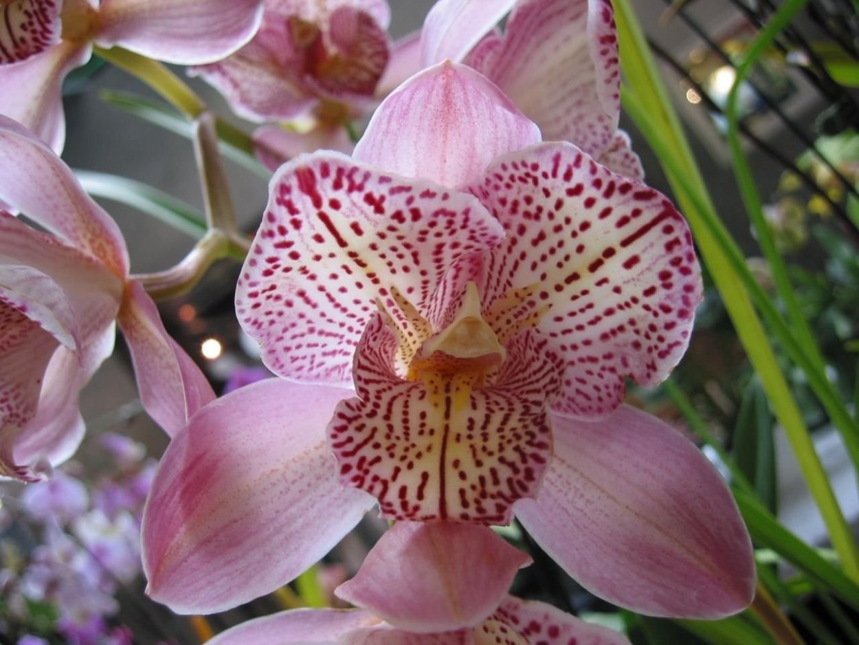 Фаленопсис Аркадия пелорик