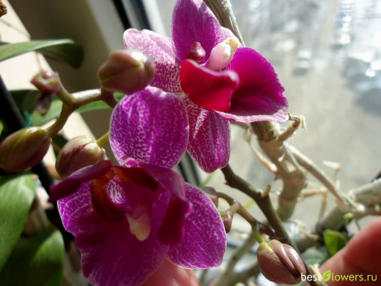 Фаленопсис мультифлора пелорик