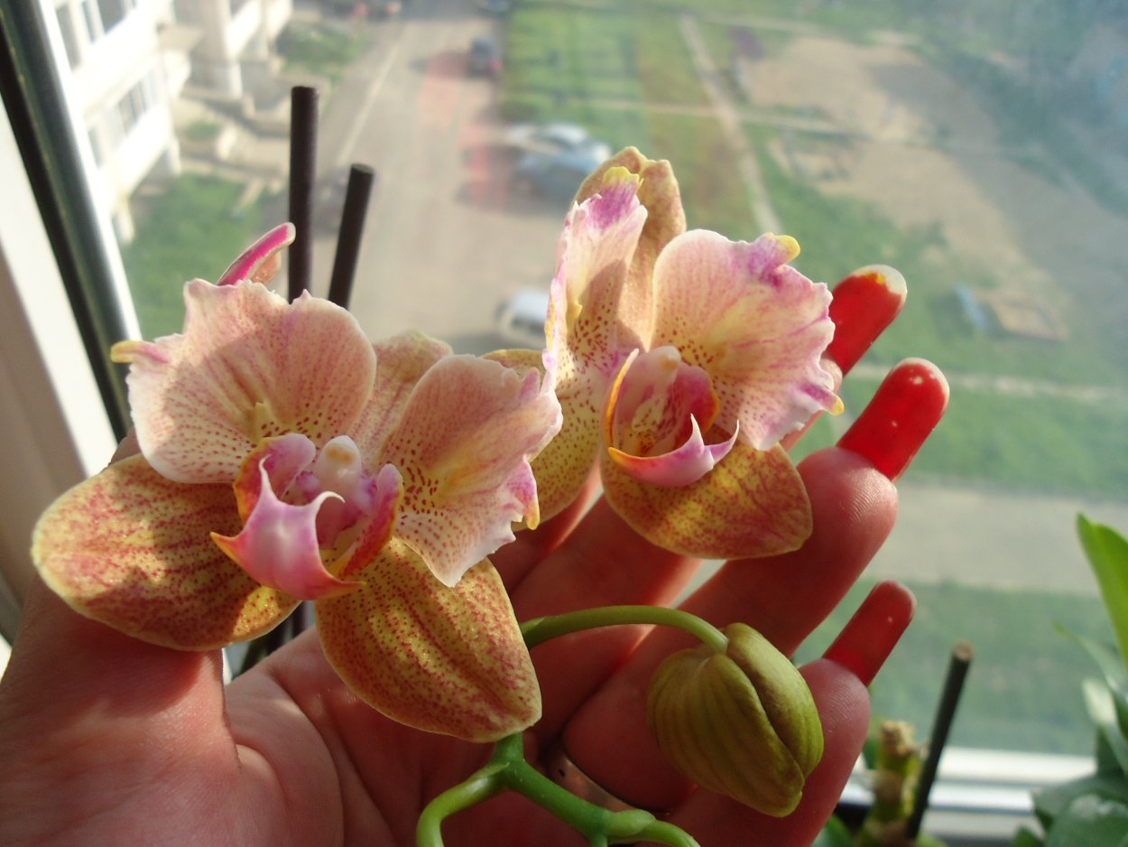 Орхидея Phalaenopsis Malmo