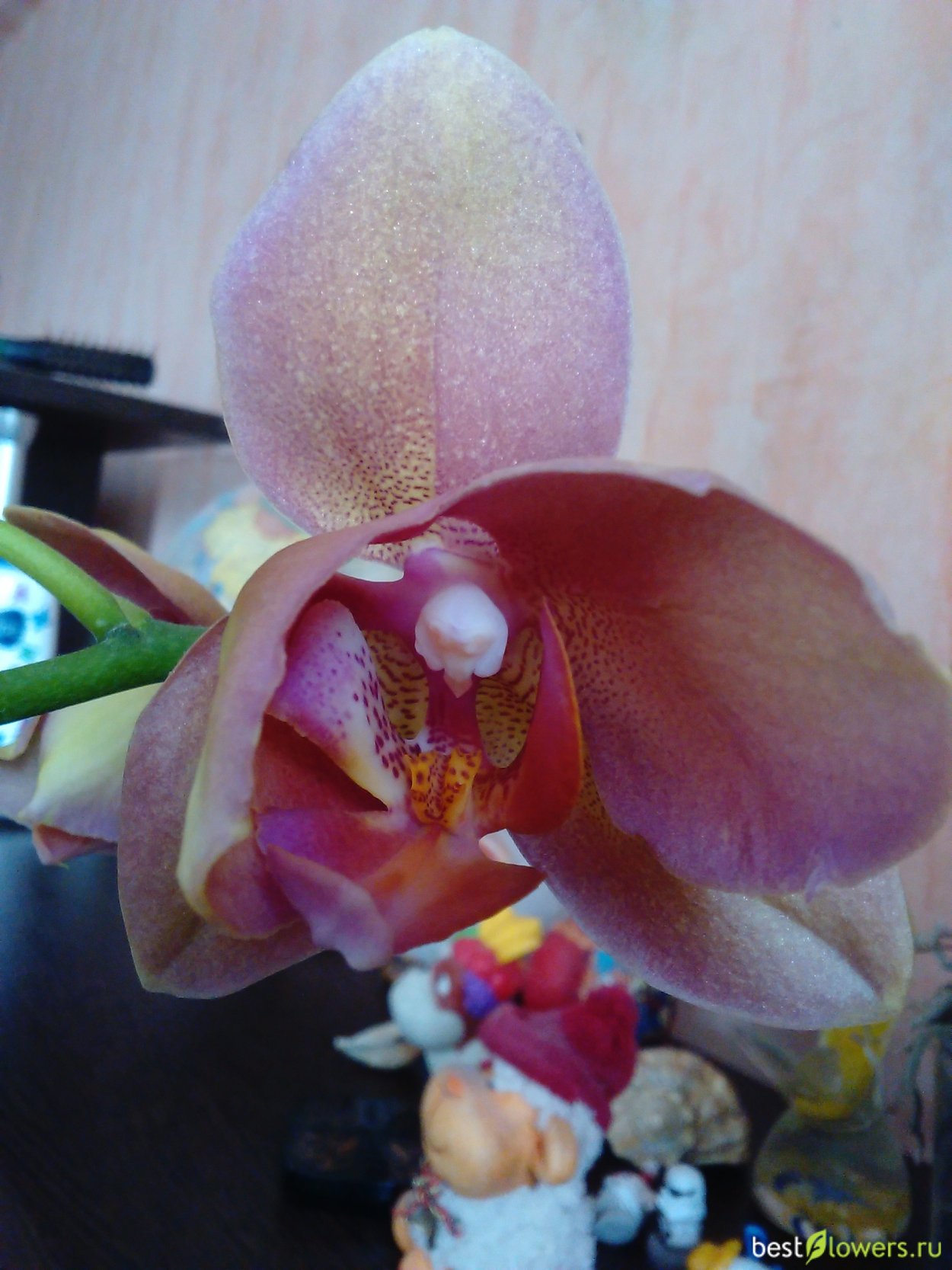 Фаленопсис пелорик