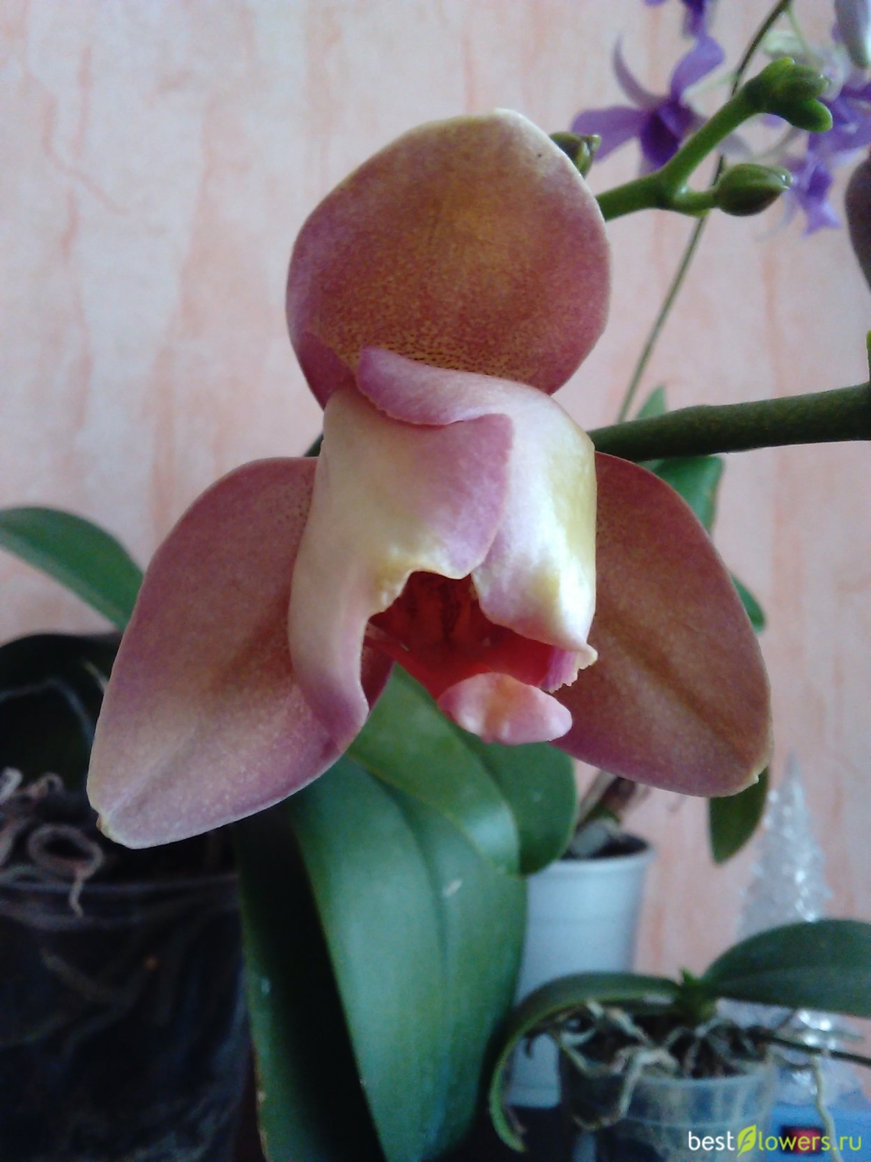 Фаленопсис Равелло пелорик