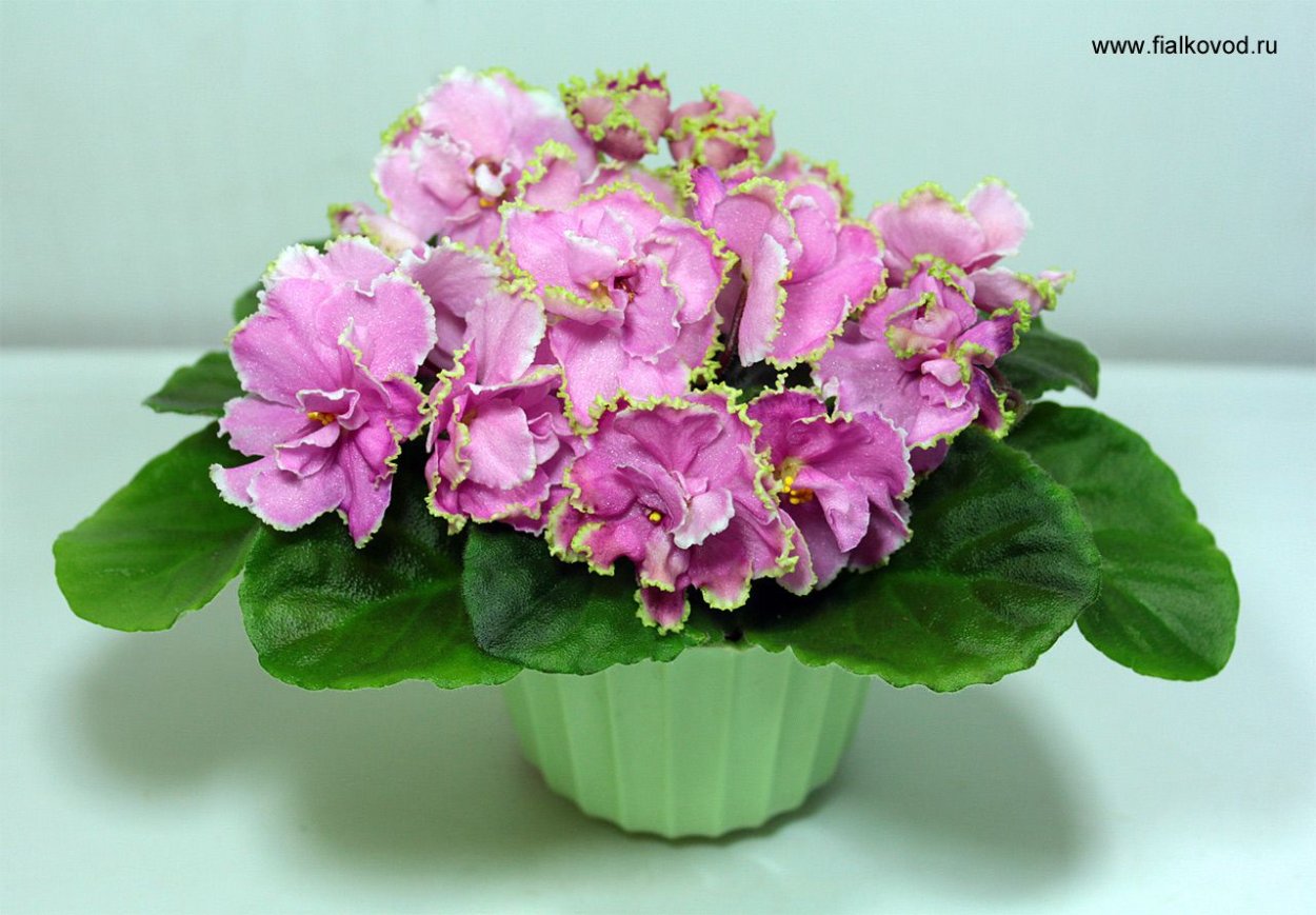 Джейн Китсон Лотос