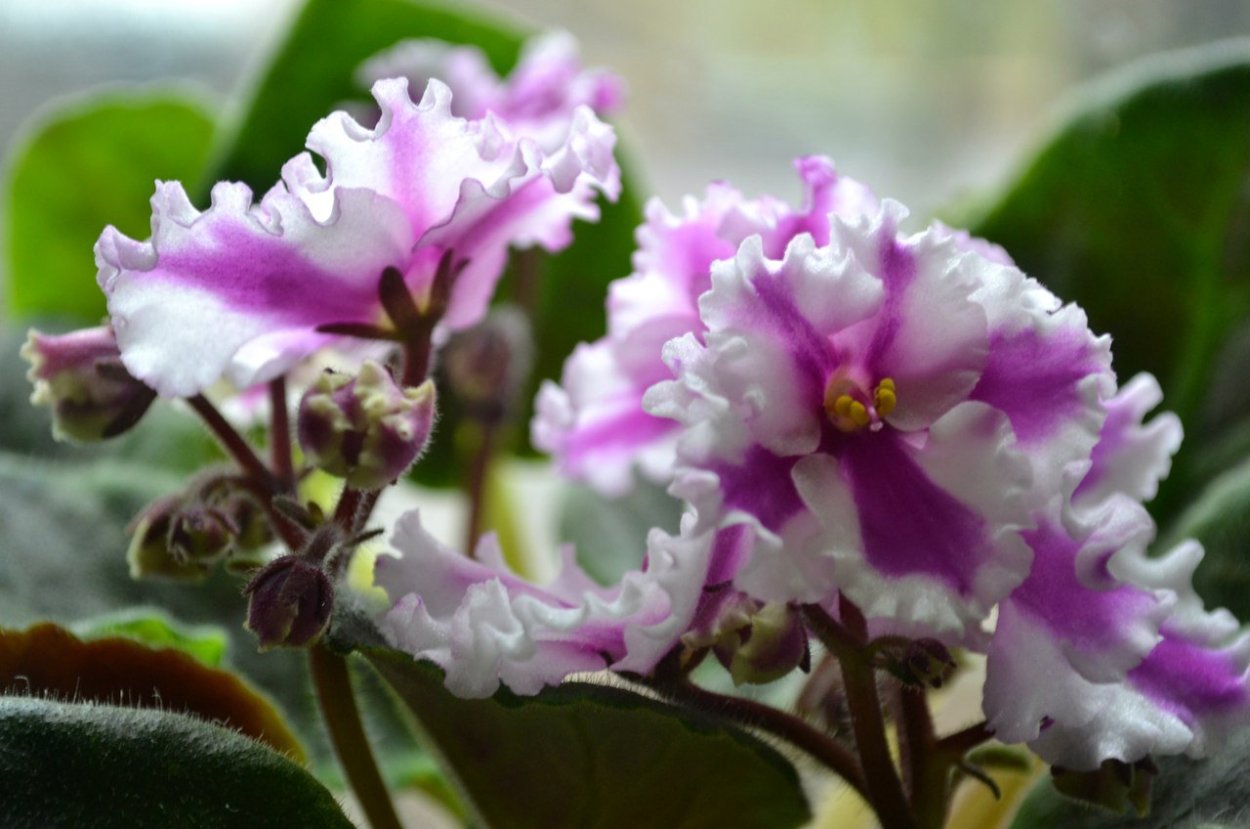 Фиалка агат розовый