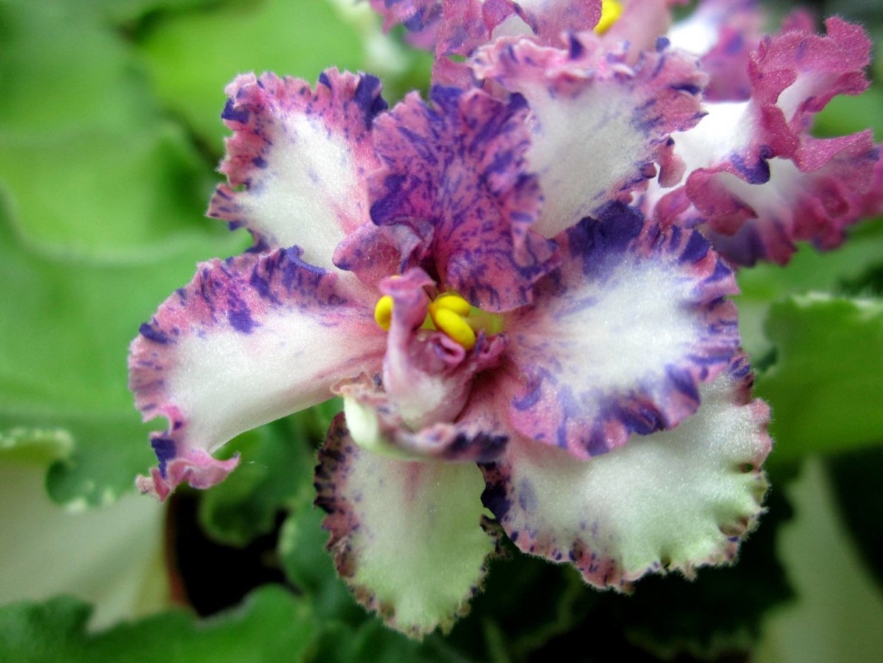 Ma's Arctic Sky фиалка