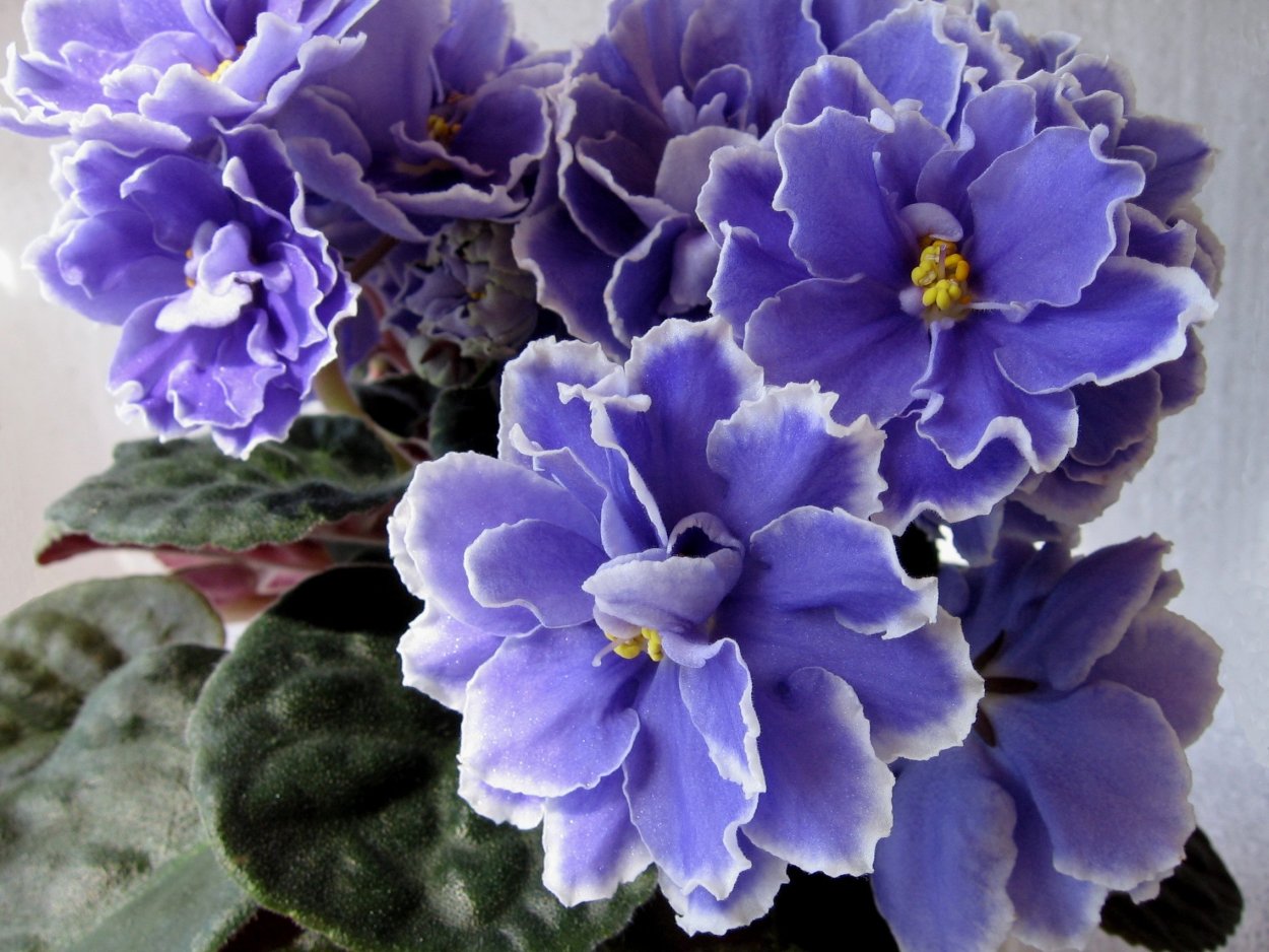 Фиалка бр джунгли