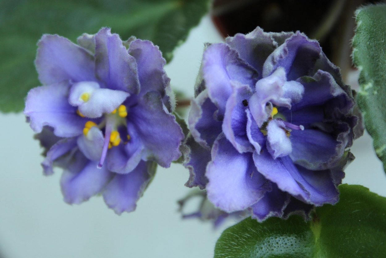 Фиалка Ле голубой Лотос