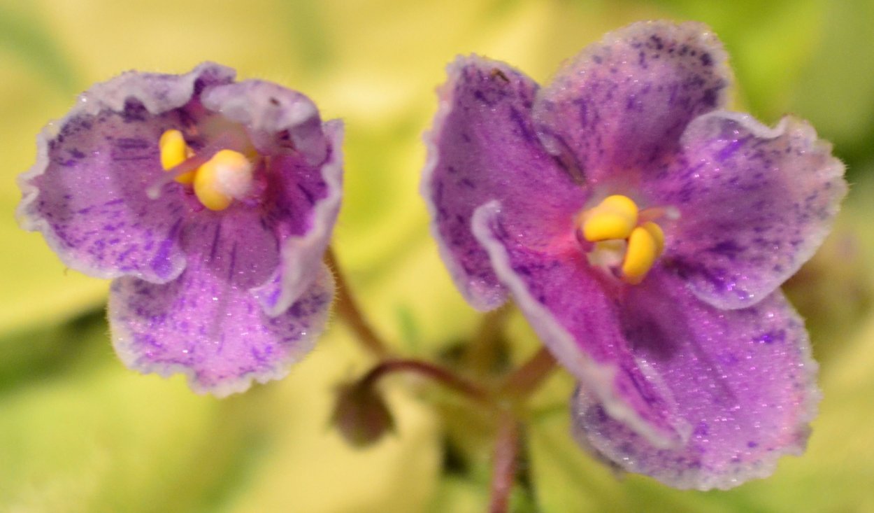 Фиалка царь горох