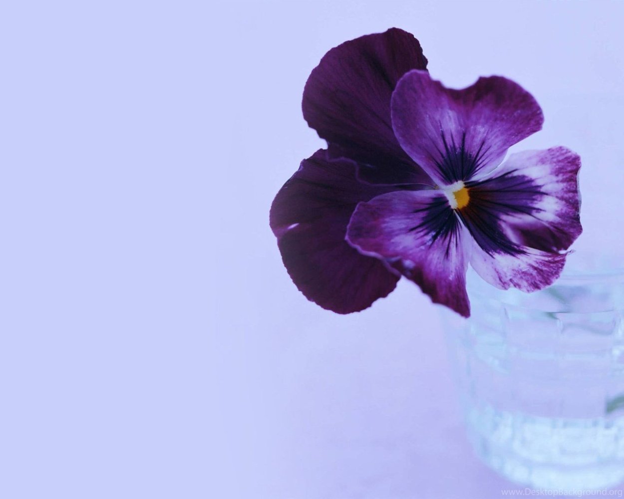 Фиалка нд одесситка