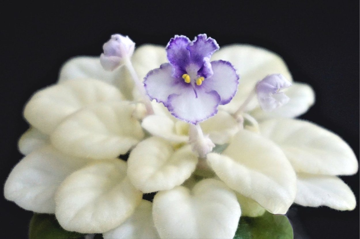 Сенполия лонанта