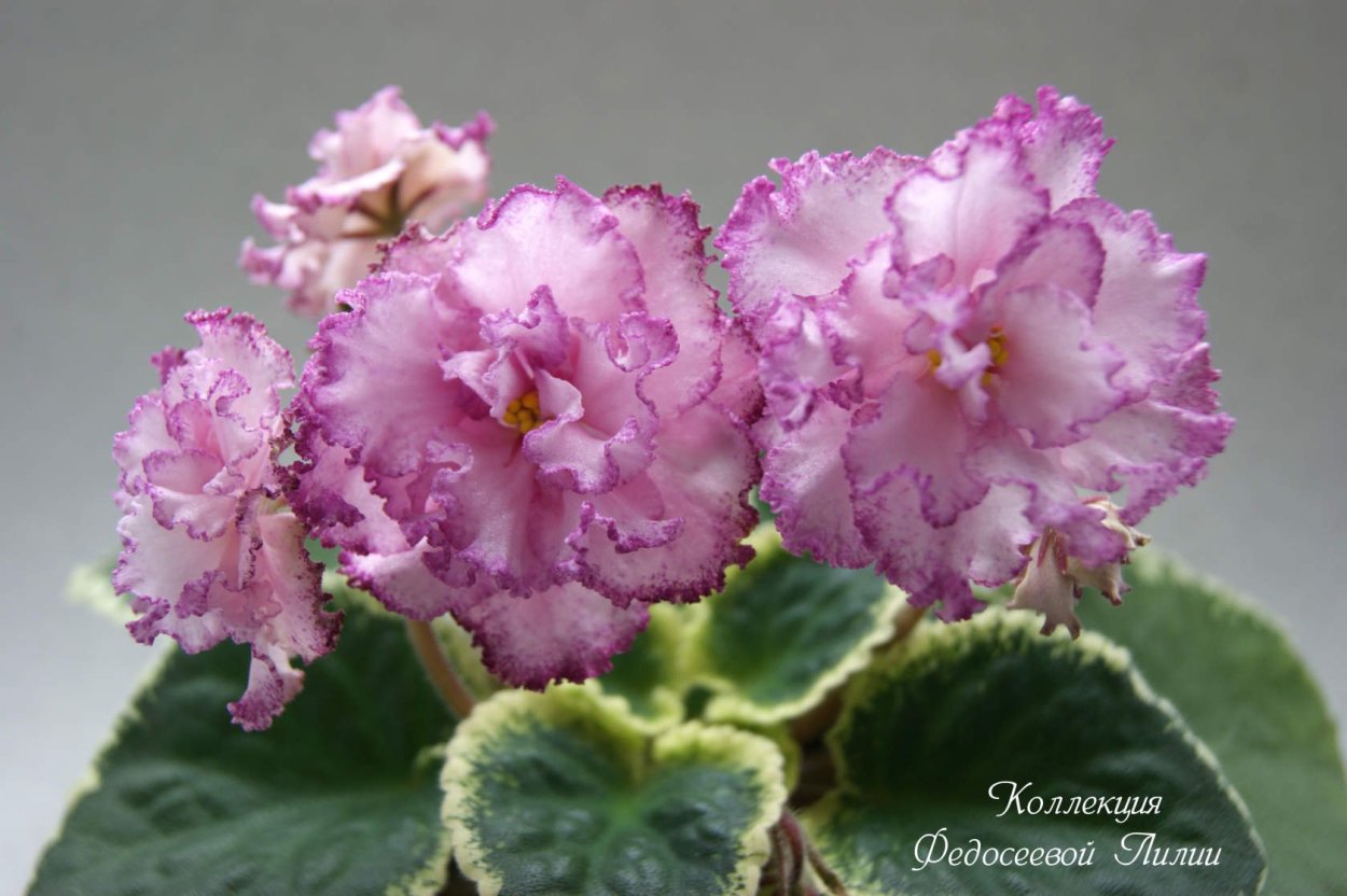 Сенполия Ле-розовые сны