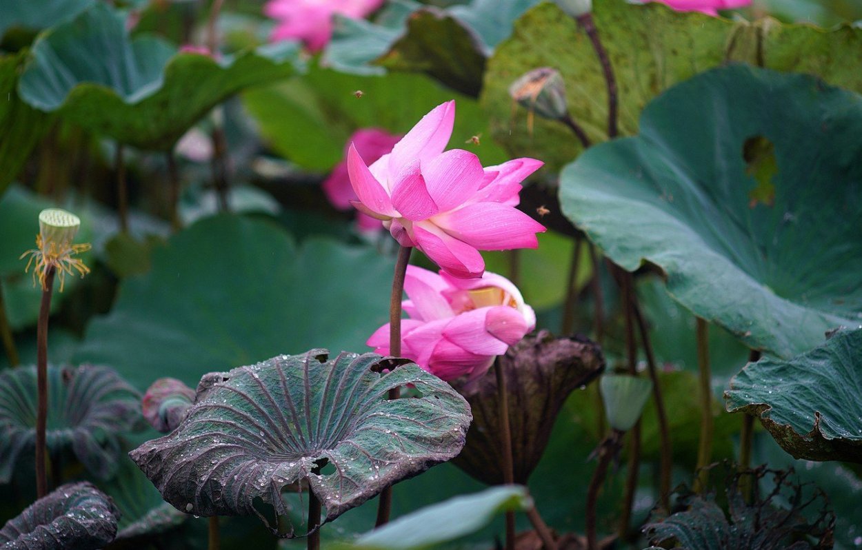 Фиалка Розита