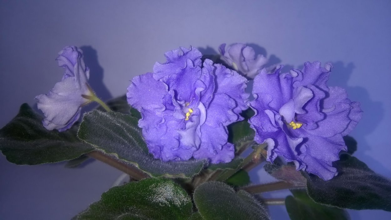 ЕК Королевская роскошь фиалка