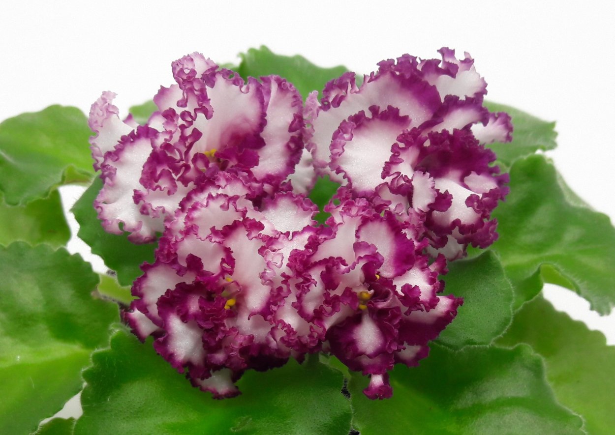 Фиалка цветок лотоса