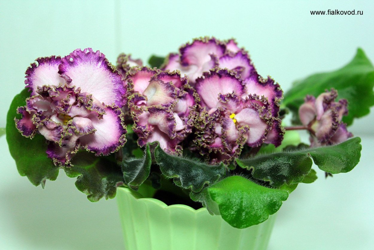 Фиалка Ле голубой Лотос