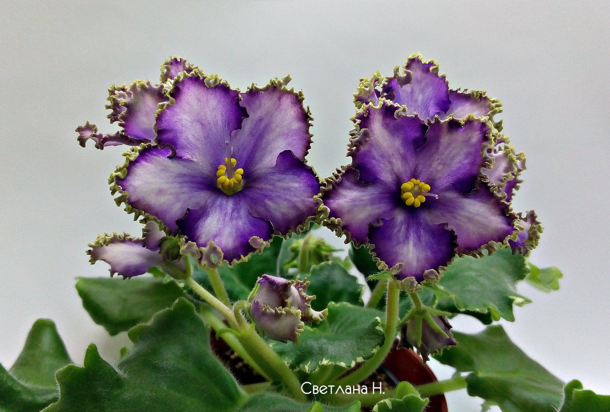 Сухое соцветие лотоса