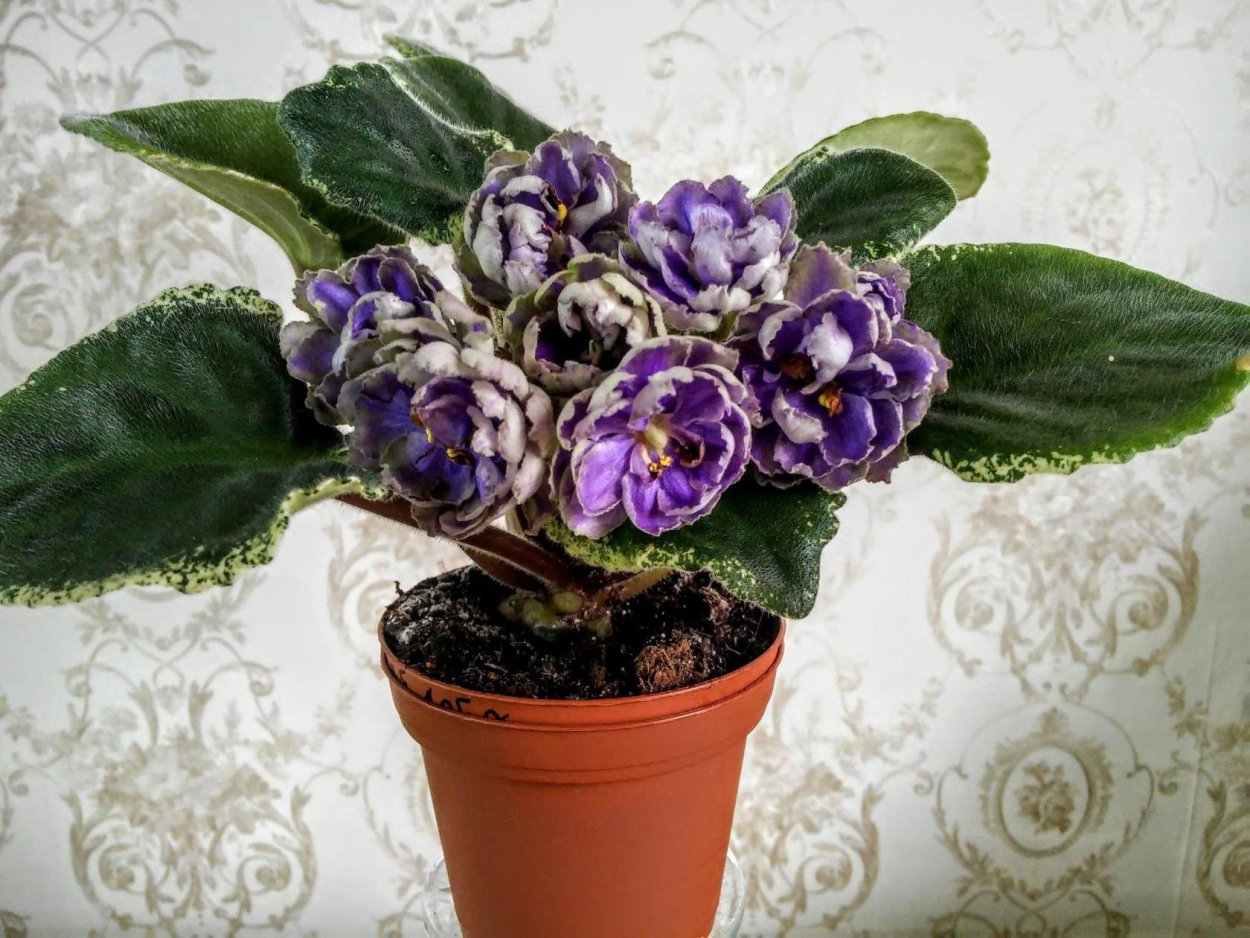 Фиалка ЕК шиншилла