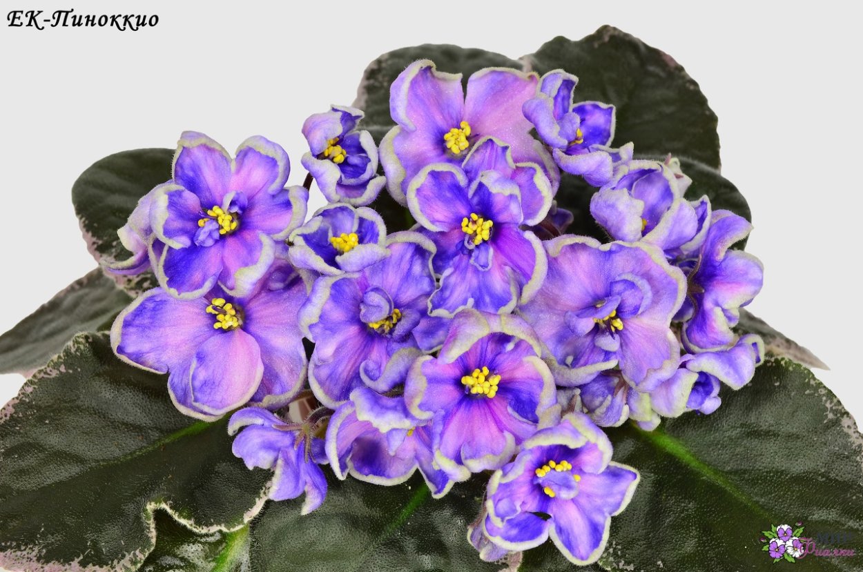 Mac's Stellar Supernova фиалка