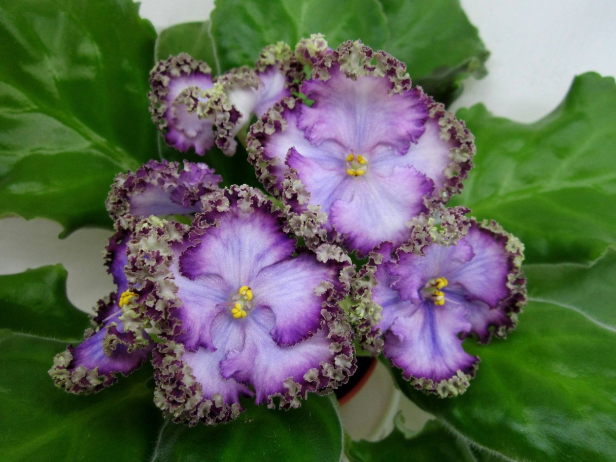 Фиалка сенполия