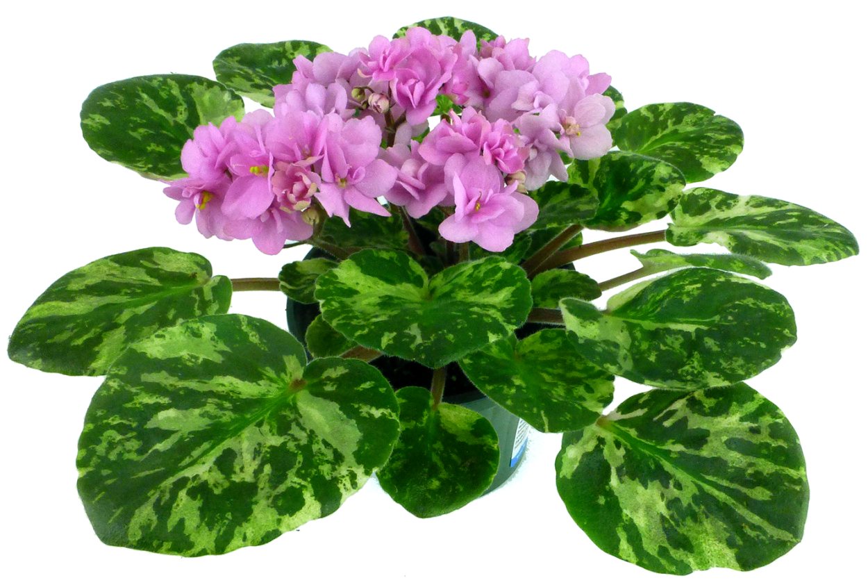 Лотос после дождя