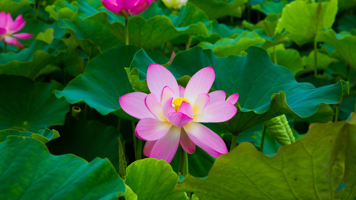 Лотос цветок бутон