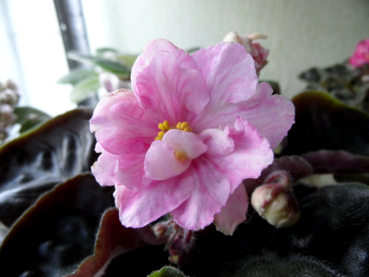 Фиалка голубой Лотос