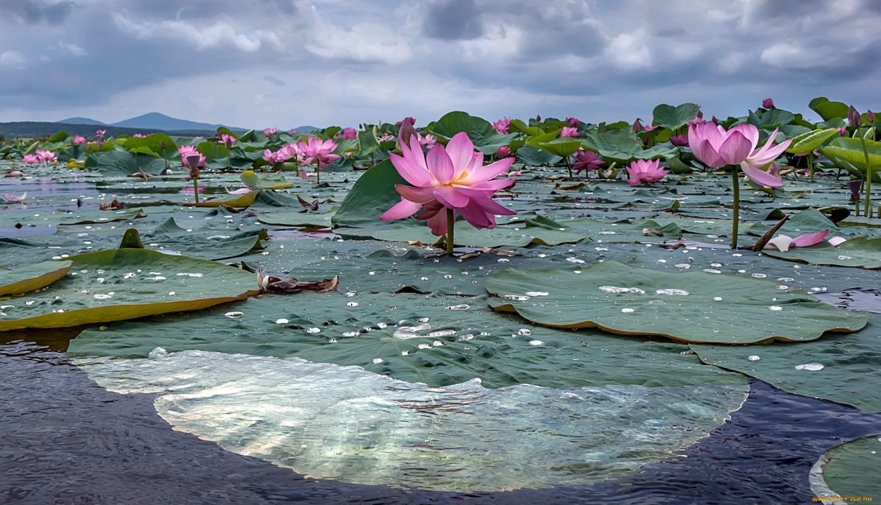 Сорта фиалок (сенполия)