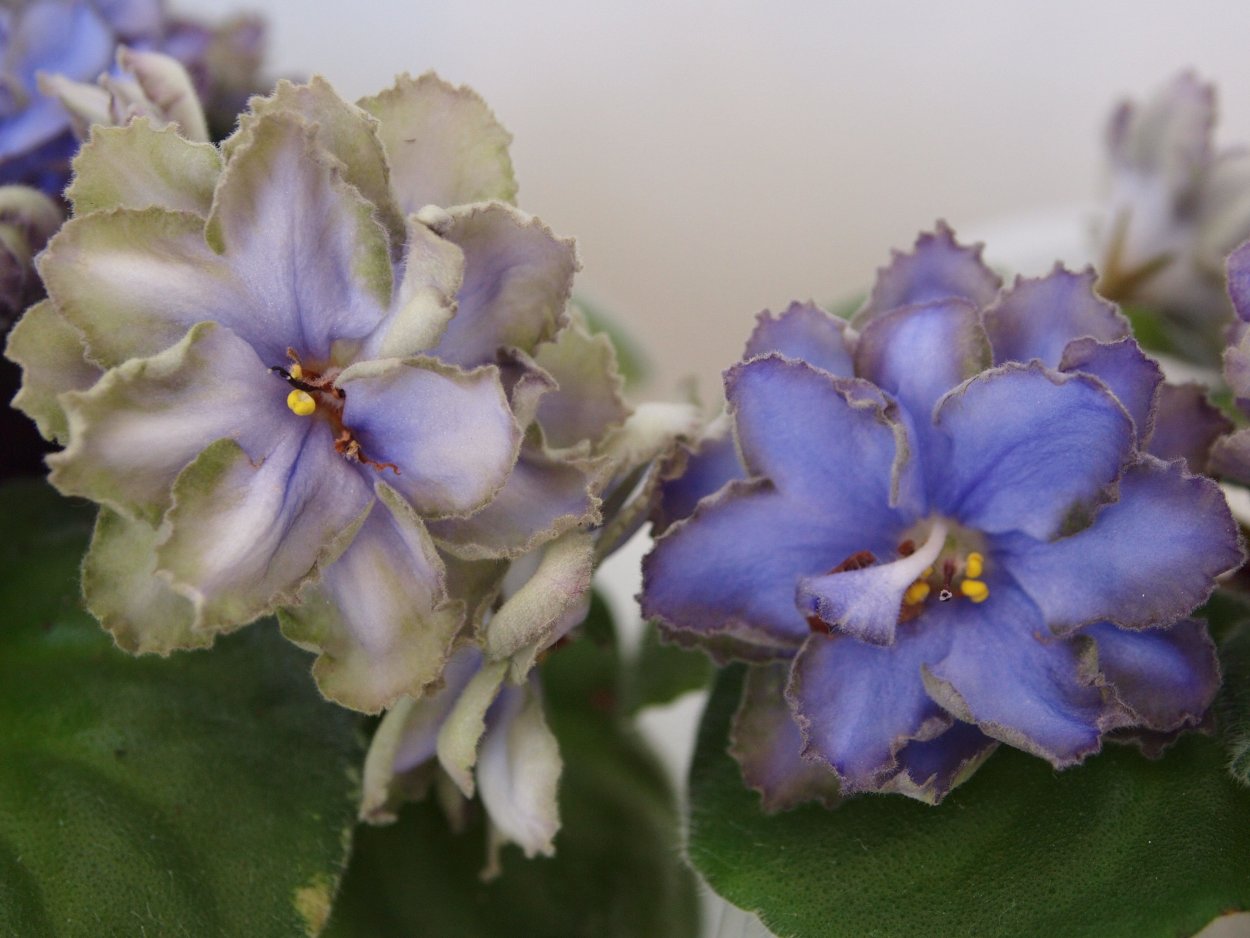 Сенполия голубой Лотос