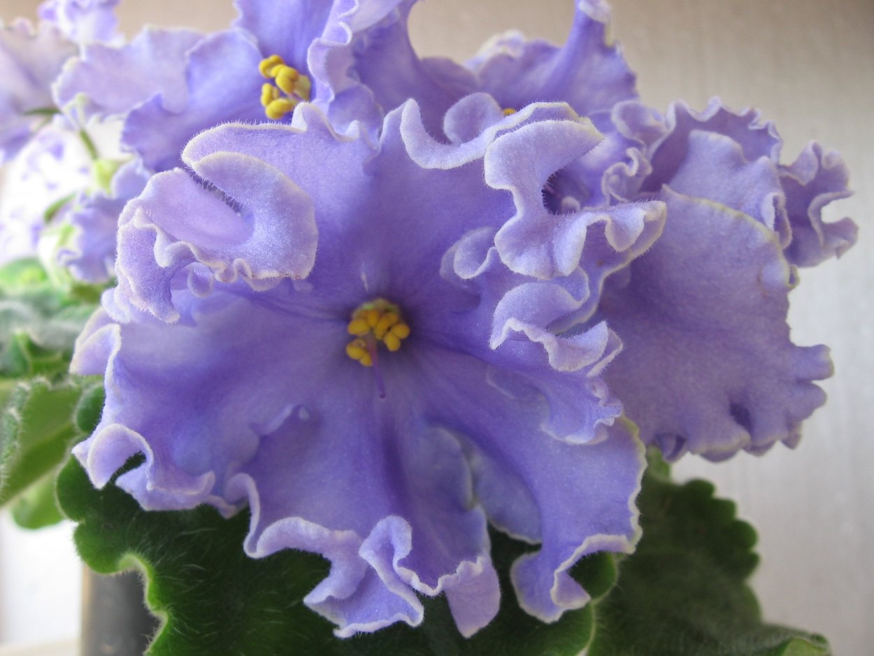 Фиалка ЛФ Лунная Фея