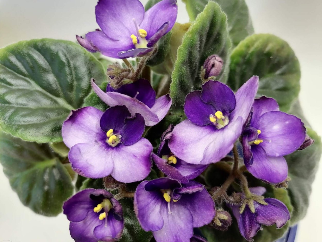 Фиалка Королевский бархат