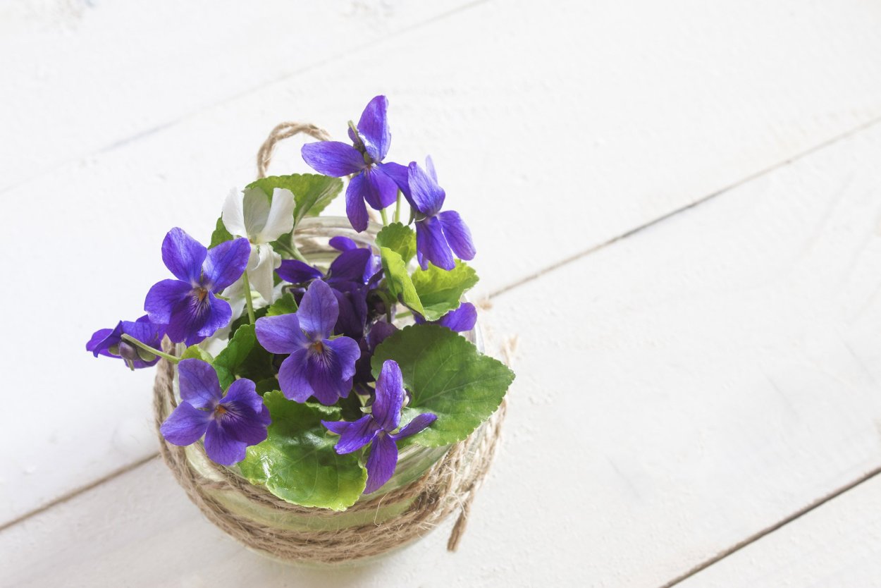 Фиалка ЕК диковинный витраж