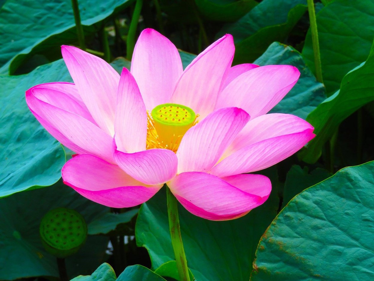 Долина лотосов Астрахань