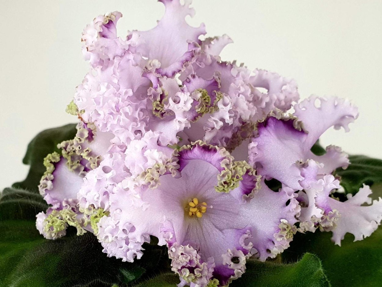 Фиалка алмазная диадема